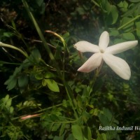 Jasminum grandiflorum L.